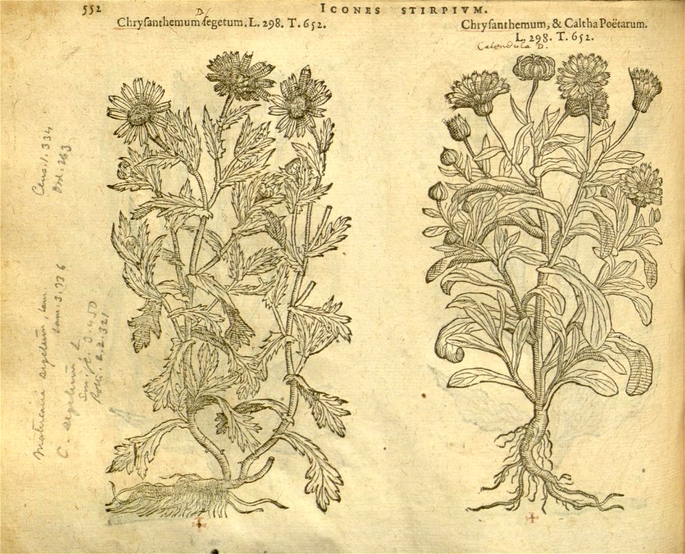 n558_w1150