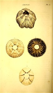 n131_w1150