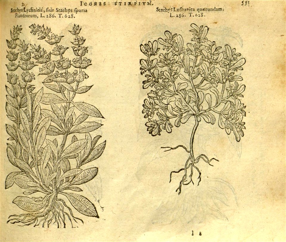 n537_w1150