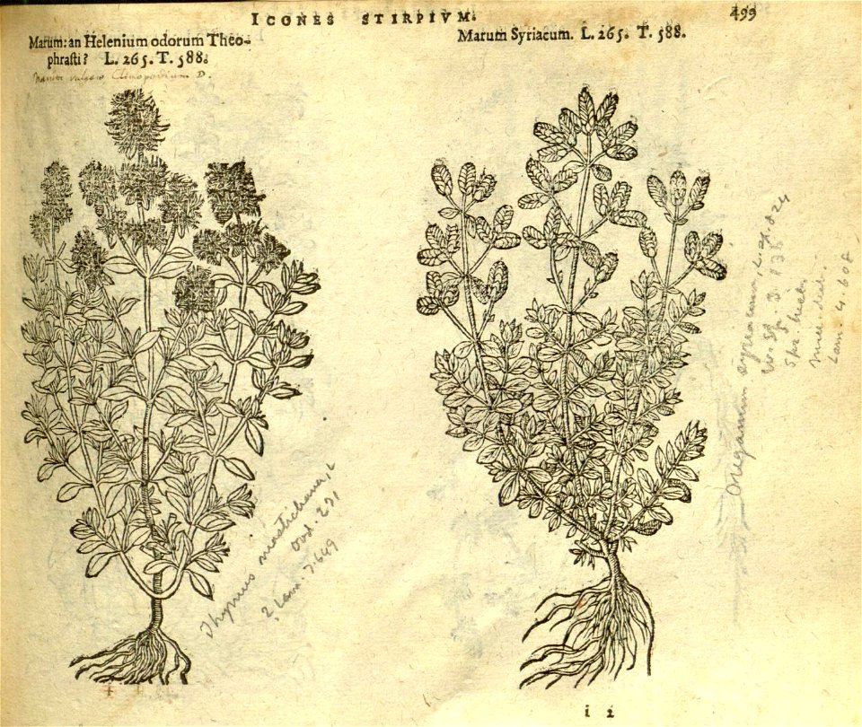 n505_w1150