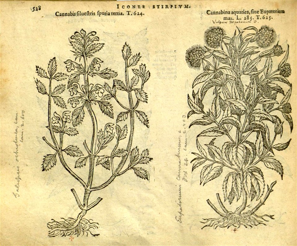 n534_w1150