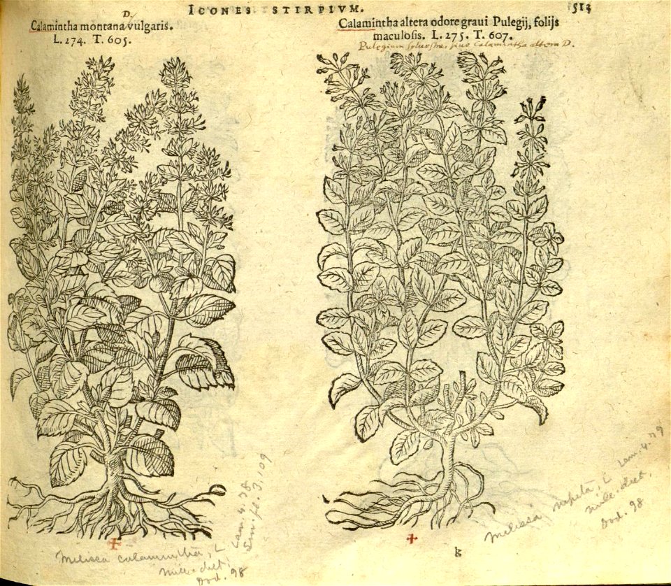 n519_w1150