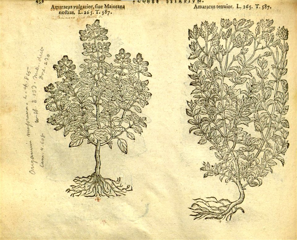 n504_w1150