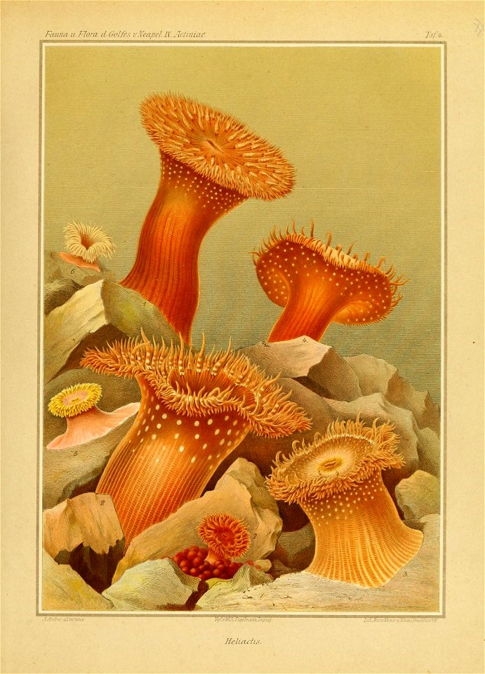 n492_w1150