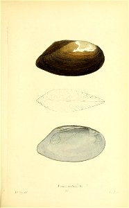 n338_w1150