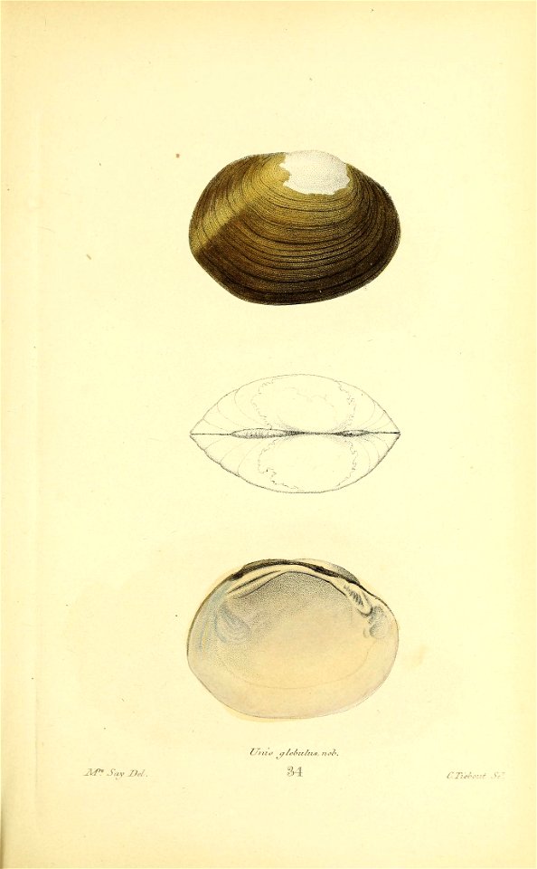 n336_w1150