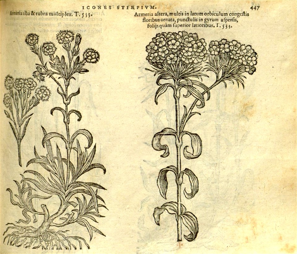 n453_w1150