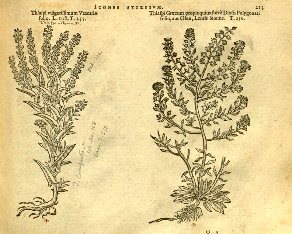 n219_w1150