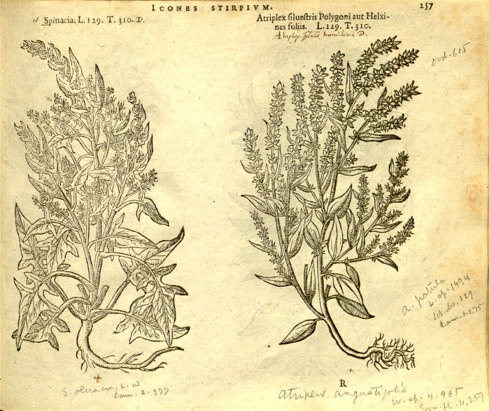 n263_w1150