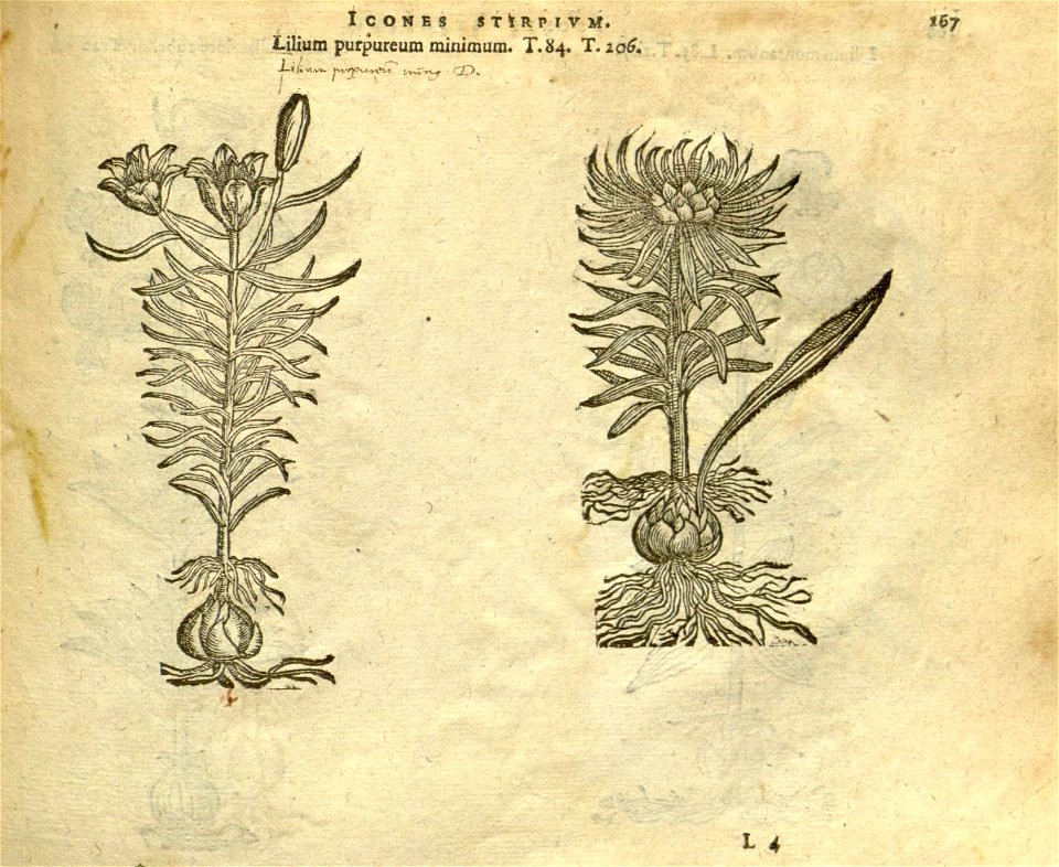 n173_w1150