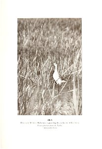 n236_w1150