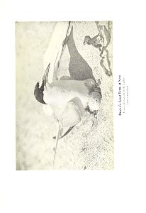 n596_w1150