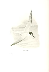 n595_w1150