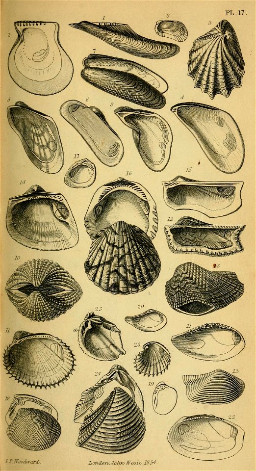 n562_w1150