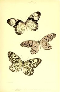 n298_w1150