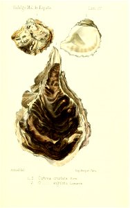 n520_w1150