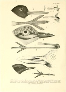 n335_w1150