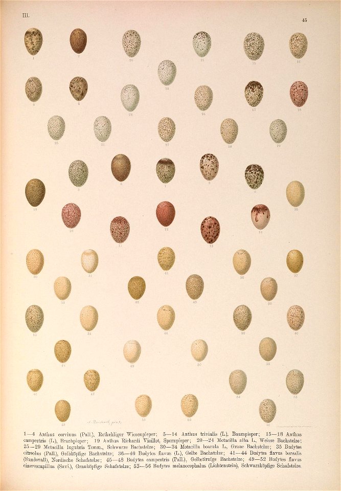 n484_w1150