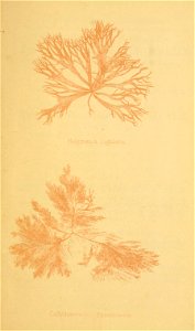 n152_w1150