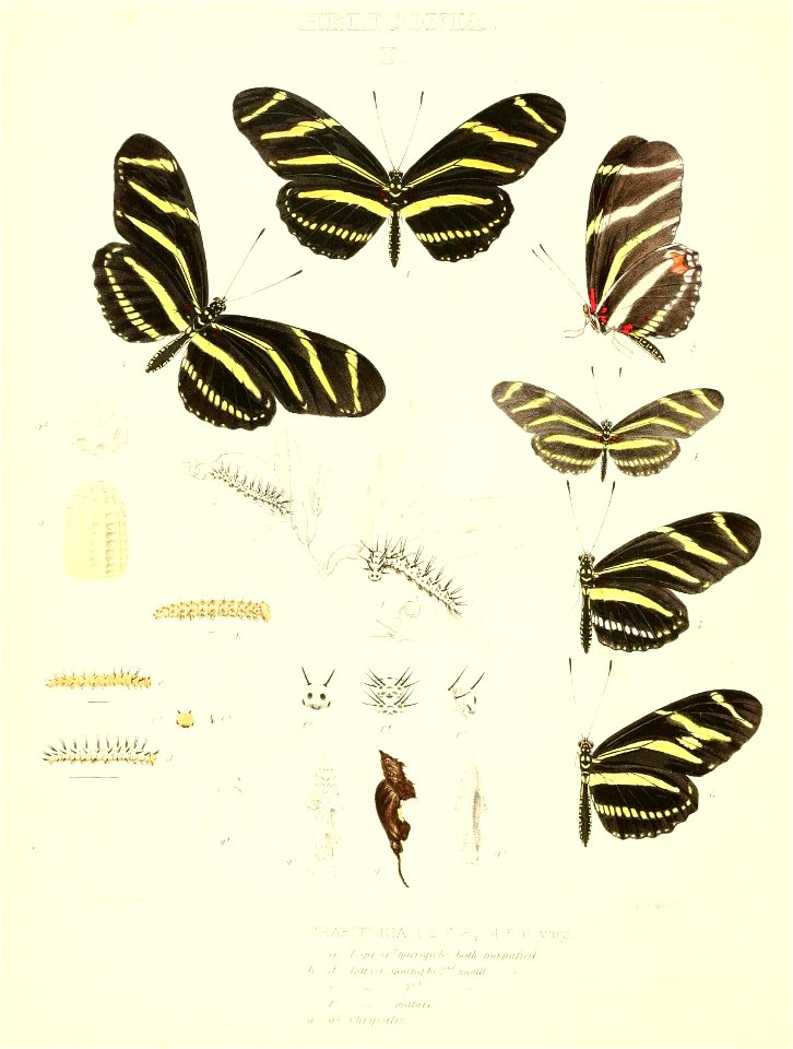 n177_w1150