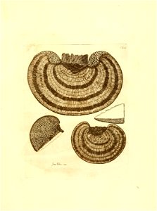 n268_w1150