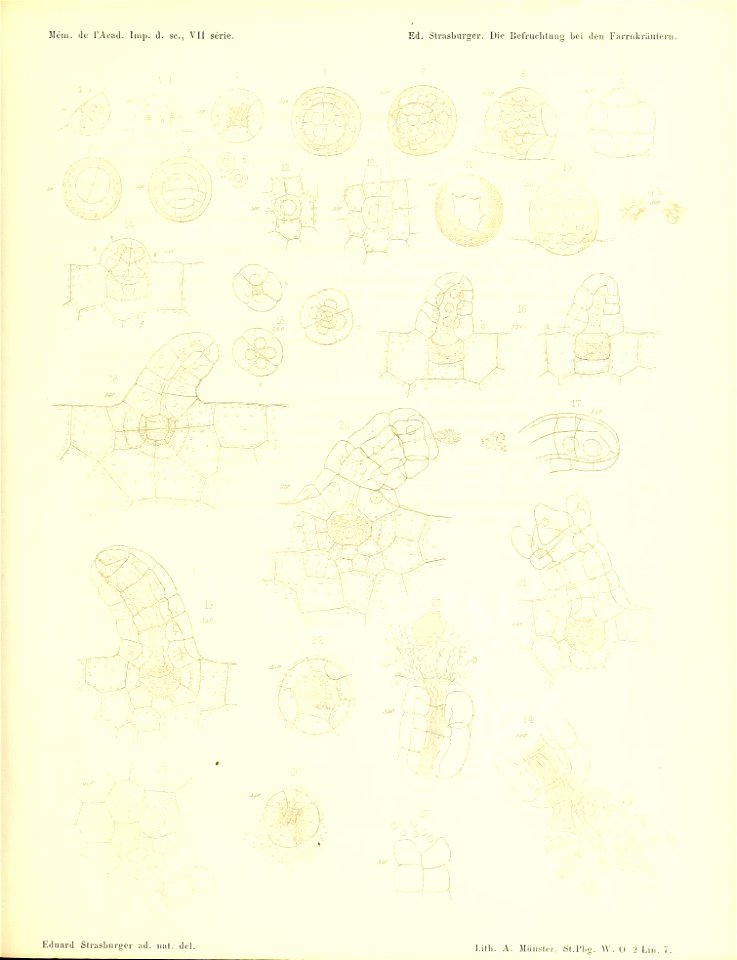 n694_w1150