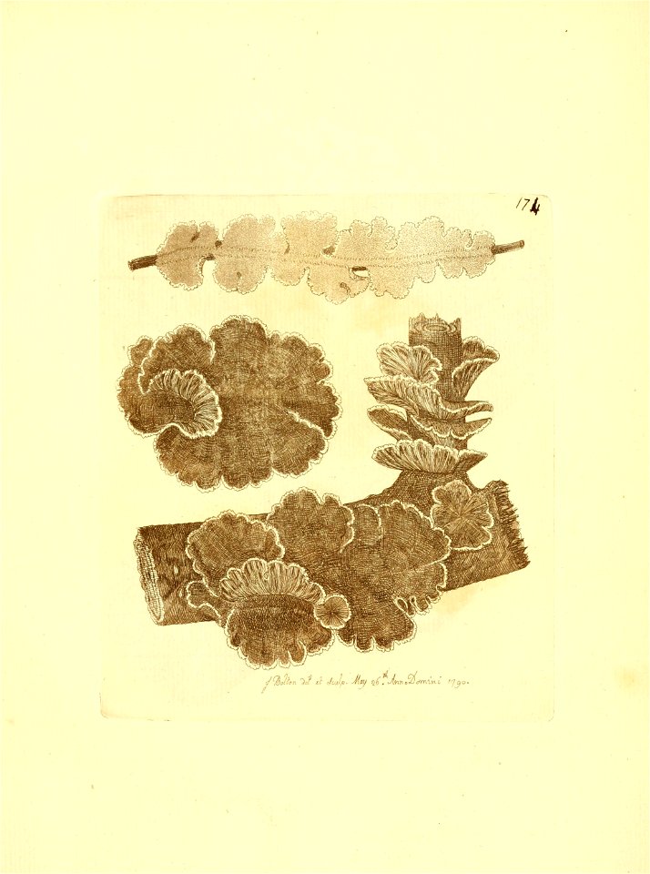 n296_w1150