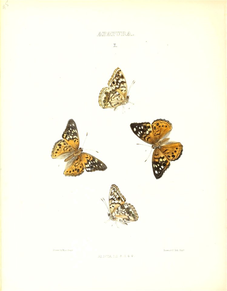 n239_w1150