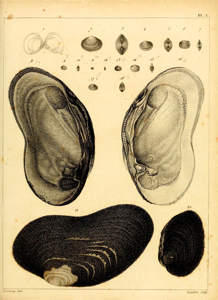 n196_w1150