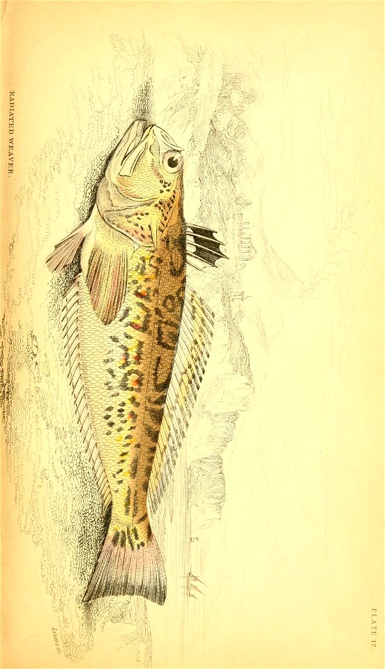 n262_w1150