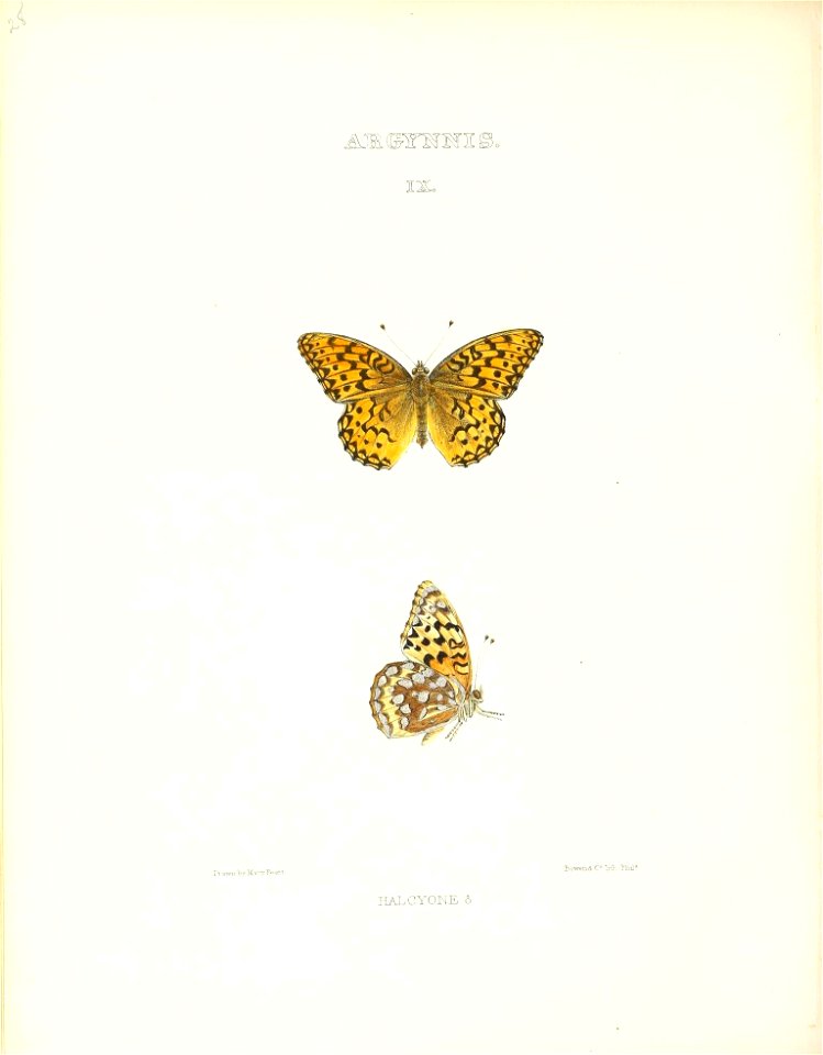 n153_w1150