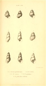 n466_w1150