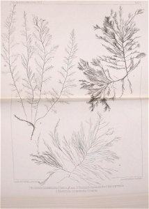 n492_w1150