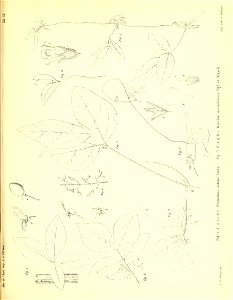 n390_w1150