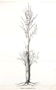 n446_w1150