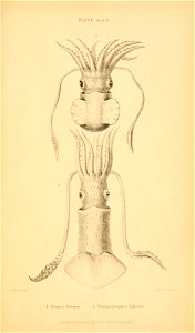 n690_w1150