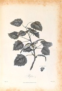 n316_w1150