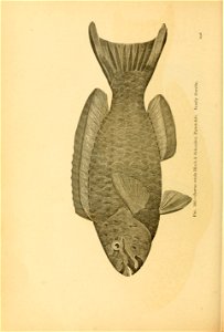 n653_w1150