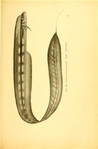 n784_w1150