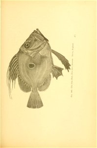 n500_w1150