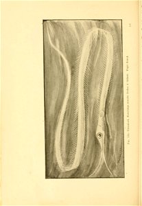 n185_w1150