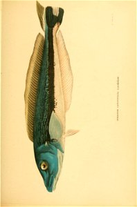 n616_w1150
