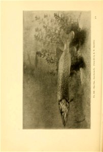n447_w1150