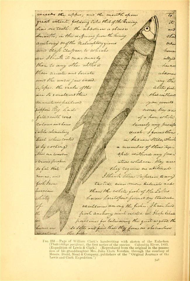 n385_w1150