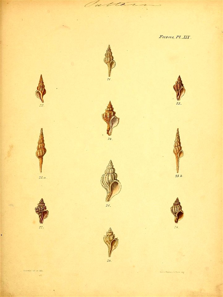 n554_w1150