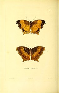 n275_w1150