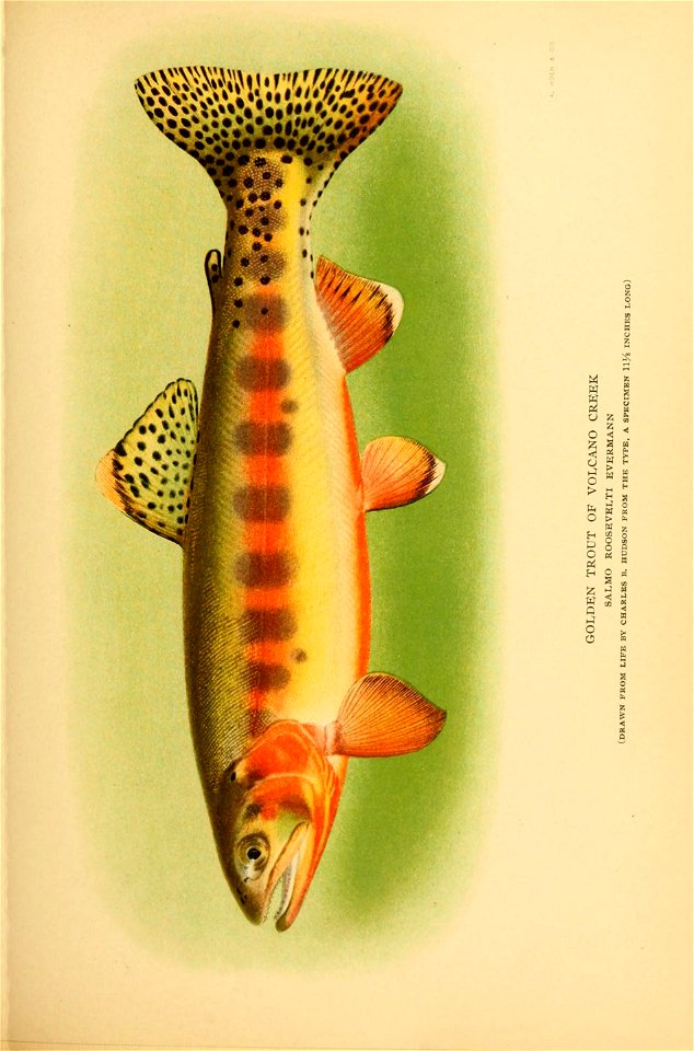 n358_w1150