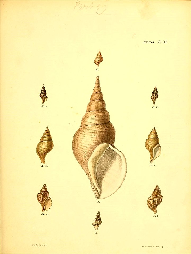 n558_w1150