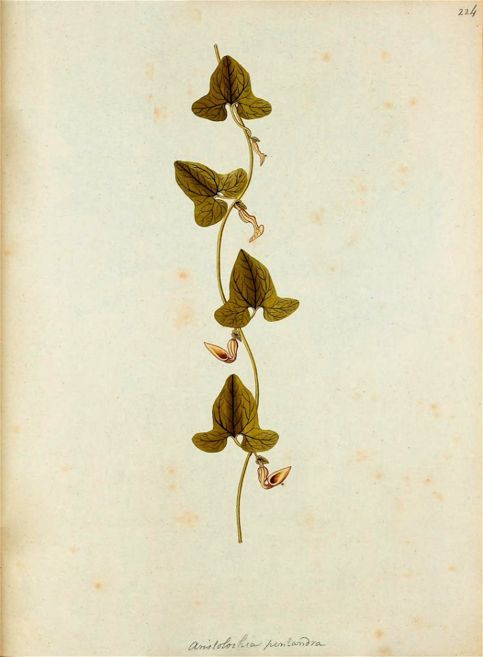 n596_w1150