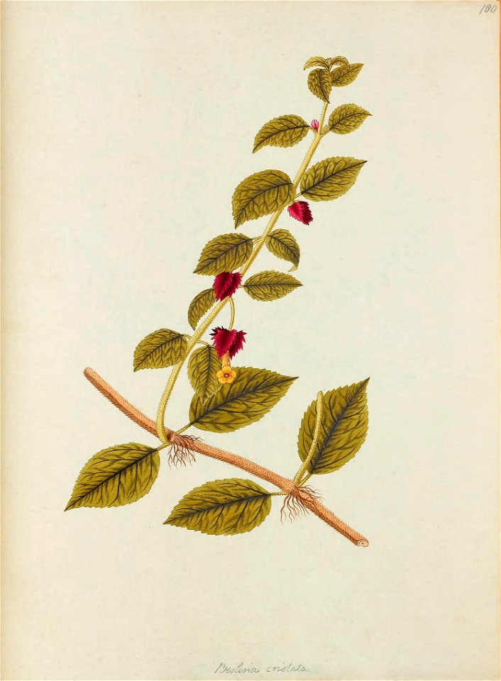 n508_w1150